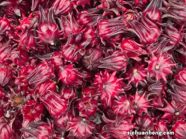 洛神花春天怎么养