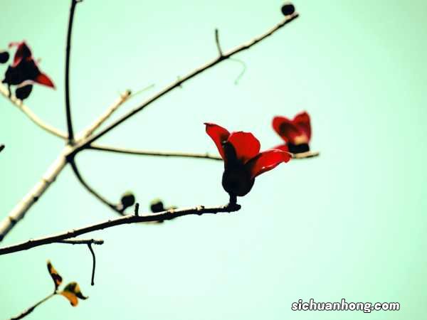 木棉春天怎么养