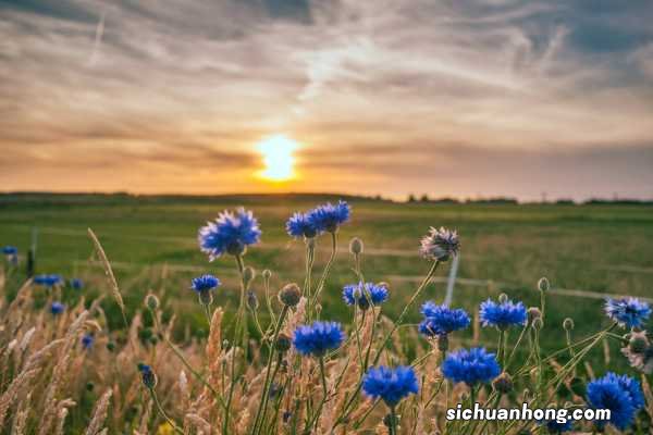 矢车菊春天怎么养