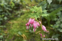 荷包牡丹的功效与作用