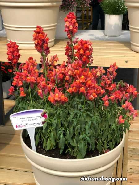 金鱼草春天怎么养