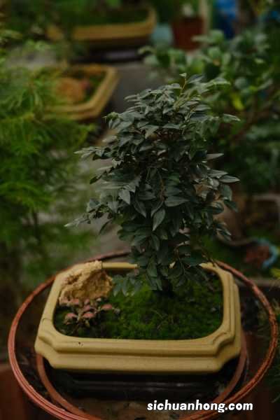 8种象征美好寓意的树,你家门口有吗?