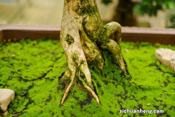 8种象征美好寓意的树,你家门口有吗?