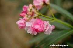 夹竹桃春天怎么养