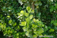 黄杨春天怎么养