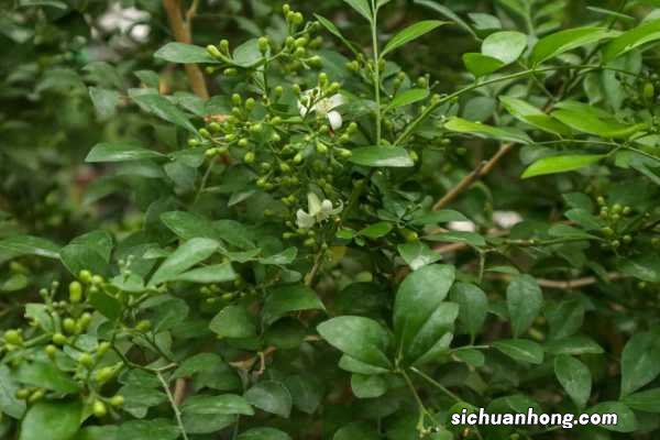 九里香春天怎么养