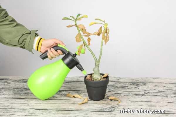 它们这“3种”花可不爱水，30天不浇也能长，爆盆更容易！