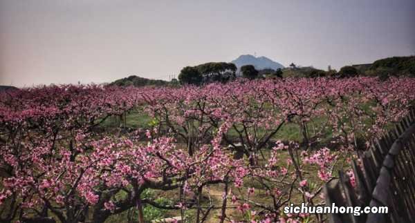桃花的功效与作用