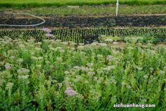 八宝景天怎么养