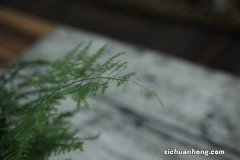 家里养文竹有什么好处