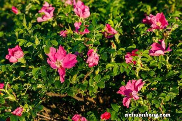 可食用玫瑰品种