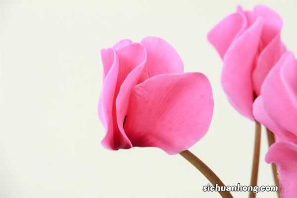 家庭养殖仙客来有什么好处