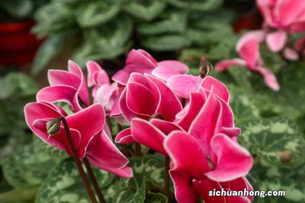 家庭养殖仙客来有什么好处