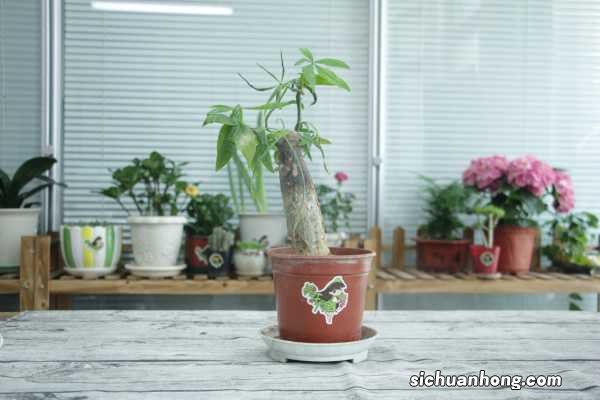 发财树在家中怎么摆放