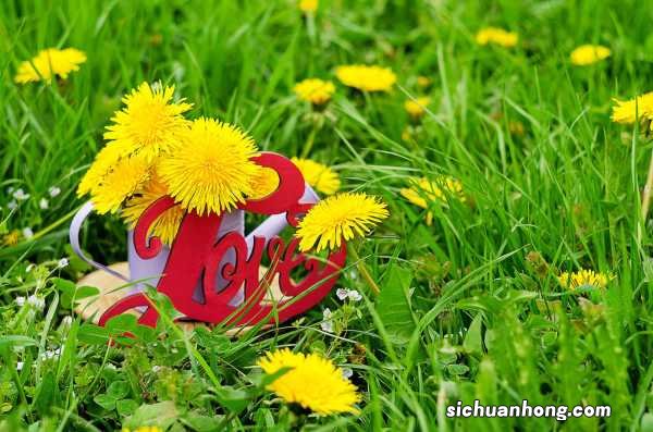 蒲公英泡水喝的功效