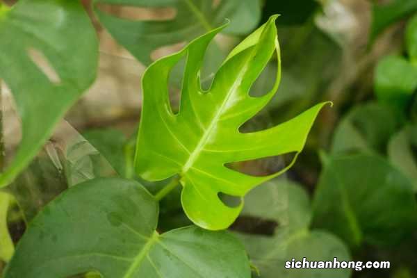 龟背竹怎么养护