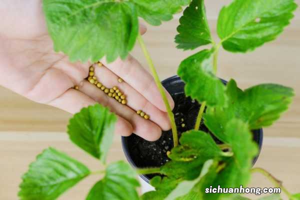 盆栽草莓怎么养
