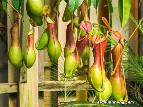 猪笼草的功效与作用