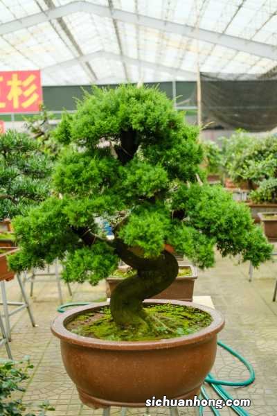 这10种树堪称世界奇特,不光长相怪异,有的还能“救人”!