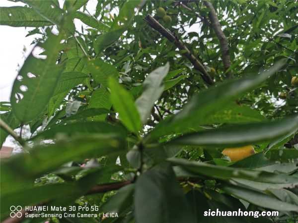 桃子的品种有哪些