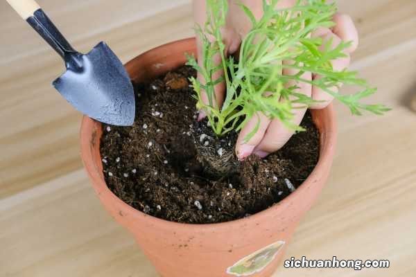 玛格丽特花夏季怎么养