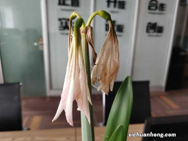 朱顶红的养花技巧