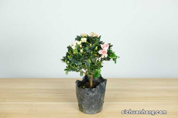 养好杜鹃花的秘诀