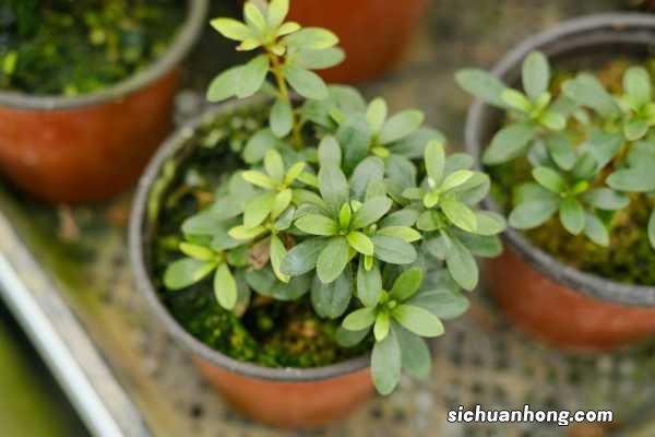 养好杜鹃花的秘诀