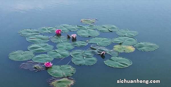 睡莲的功效及作用