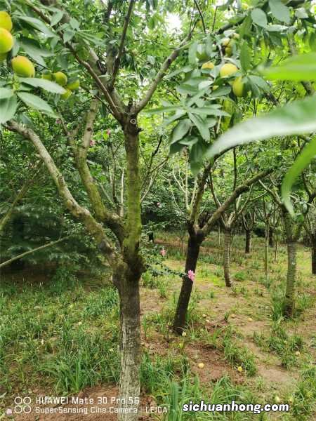 桃子什么时候成熟