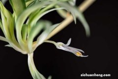 吊兰的作用有哪些