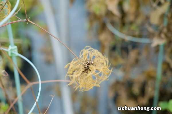 铁线莲种植与养护
