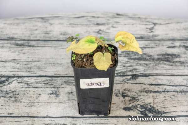 铁线莲种植与养护