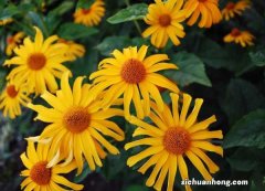 菊花茶如何制作