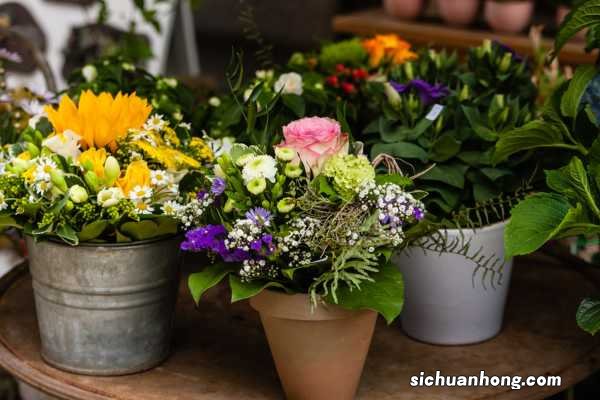 杏花和桃花的区别