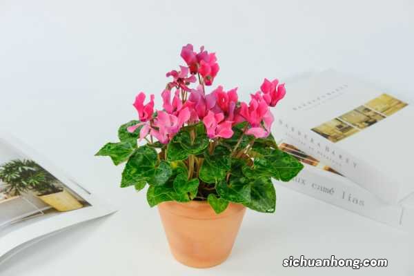 怎么辨别仙客来