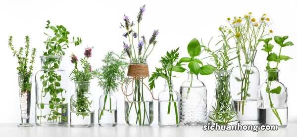 可长期养的水培植物