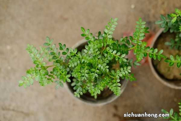 胡椒木如何养护