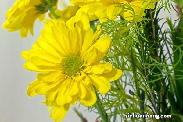 多头菊的养殖方法及注意事项