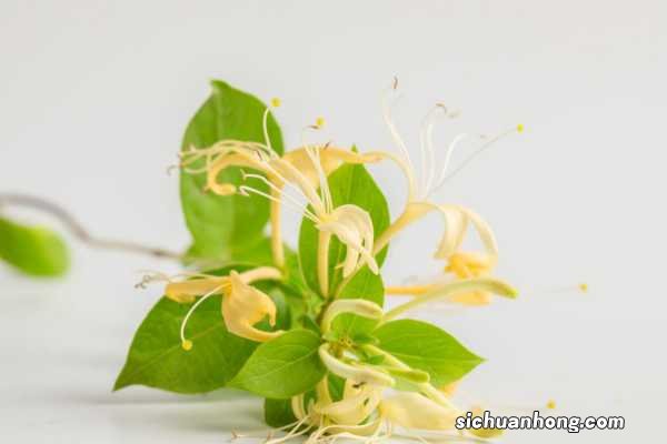 金银花种植方法