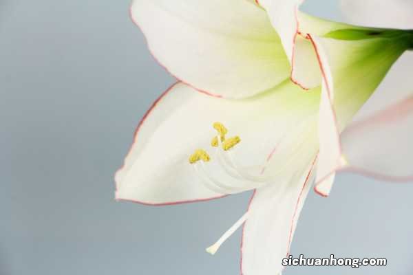 朱顶红用深盆还是浅盆