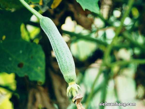 处理丝瓜时，“丝瓜瓤”可别扔，晒干后埋土里，养花好东西！