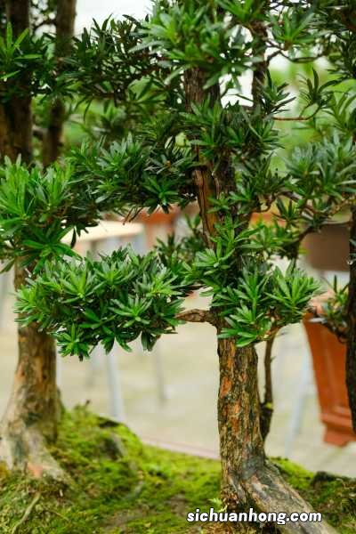 罗汉松的养殖方法