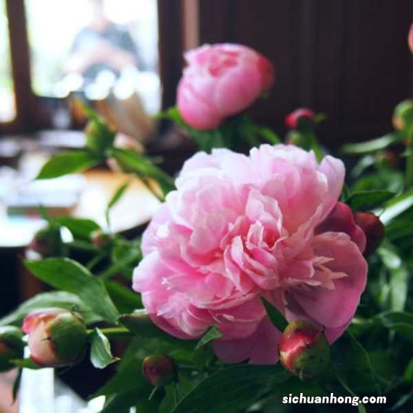 芍药种植方法和时间