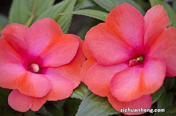 凤仙花的种植方法