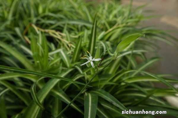 牛人养“吊兰”从不买花肥,这几种水用上,枝芽窜满盆!