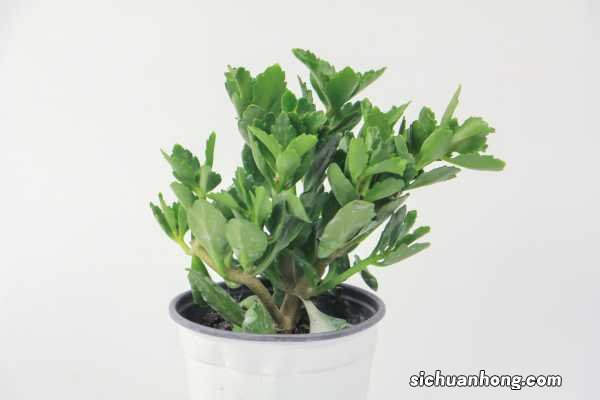 冬天养这种“花”，越冷开越旺，一盆开花将近200朵！