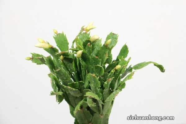 蟹爪兰冬天怎么养