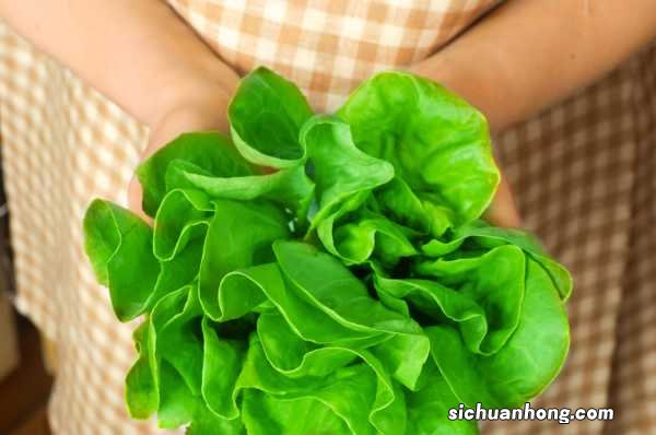 菠菜怎么种植发芽快