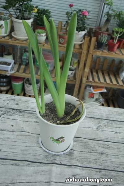 风信子盆栽怎么养